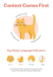 Your cat may be under stress or trying to get your attention to let you know that he/she doesn't like the type of litter box you're providing. The Definitive Guide To Cat Behavior And Body Language Tuft Paw