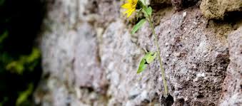 Gratis para fines comerciales sin atribución requerida imágenes en alta resolución. 10 Caracteristicas De Las Personas Resilientes Coaching Gestalt Psicologia Y Terapia
