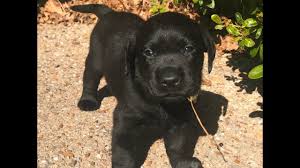 Dog Training Video Guides Labrador Puppy Labrador Retriever Puppies