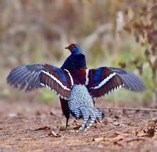 Image result for Humularia reekmansii