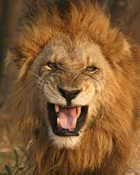 Lion Growl Lion Photography Lion Pictures Lion Images