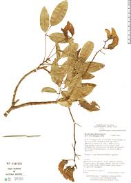 Image result for Erythrina falcata