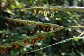 Image result for Andropogon canaliculatus