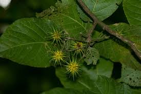 Image result for Lindackeria fragrans