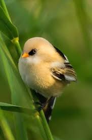 Small Green Bird With Red Spot On Head Cute Little Bird Beautiful Birds Funny Birds Colorful Birds