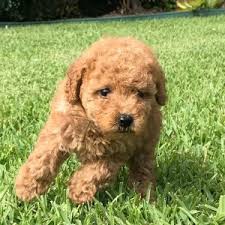 The mini poodle generally lives for 10 to 18 years. Cavoodle Pups Groodle Puppies Poodle Puppy Perfect Pooches 4u Nsw Puppies