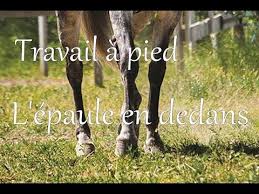 Travail A Pied Focus Sur L Epaule En Dedans Youtube Dressage Cheval Equitation Cheval
