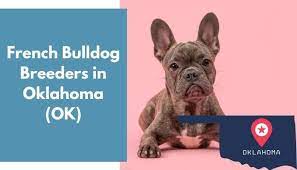 Shrinkabull's french bulldog puppies are health guaranteed, vet checked, fully vaccinated /dewormed utd and hand raised from birth. 15 French Bulldog Breeders In Oklahoma Ok French Bulldog Puppies For Sale Animalfate