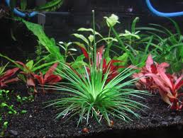 Image result for Eriocaulon bongense