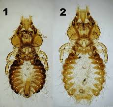 Image result for Craspedorhachis