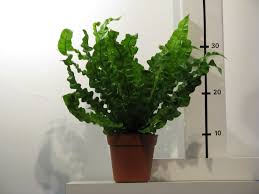 Image result for sleziník Asplenium