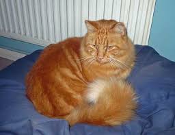 Orange Red Yellow Ginger Or Marmalade Cats Poc