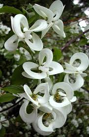 The tree starts flowering 2 to 3 days after flowering dogwood has quit. Pin On Flores
