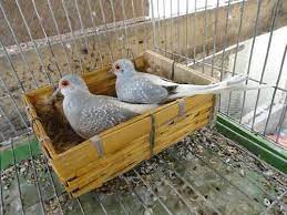 Diamond Doves Nesting Pet Birds Diy Bird Cage Bird Care