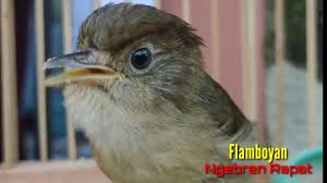 Burung flamboyan jantan mempunyai warna paruh bawah yang lebih gelap. Zpxgp8uofxezem