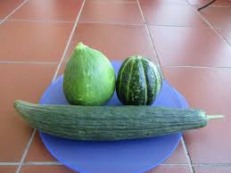 Image result for Cucumis meeusei