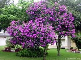 Stick with a small flowering tree that grows 20 feet or less. 10 Florida Friendly Trees Shrubs To Plant Landcrafters Fl