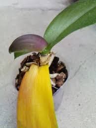 胡蝶蘭の育て方q A 胡蝶蘭の愛華園芸