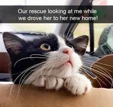 Maybe you would like to learn more about one of these? 23 Funny Animal Pictures Quotes With Images Funzumo