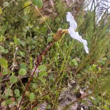 Image result for Harveya