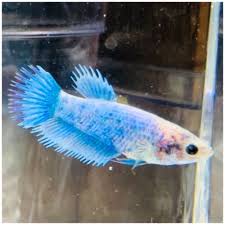 Bright Blue Marble Crowntail Young Female Live Betta Fish Betta Fish Betta Blue Marble