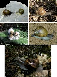 Müller, 1774)) gattung rossmaessleria p. Revisited The Species Of Tweeting Vineyard Snails Genus Cantareus Risso 1826 Stylommatophora Helicidae Helicinae Otalini