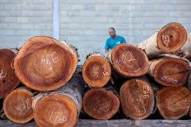 Image result for Khaya