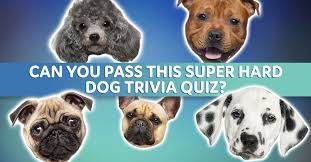Challenge them to a trivia party! Can You Pass This Super Hard Dog Trivia Quiz Magiquiz