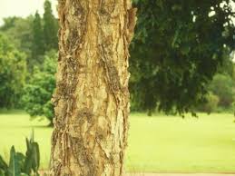 Image result for Acacia sieberiana