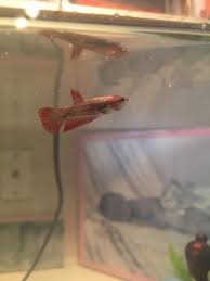 When a female betta fish is carrying eggs, her underbelly will enlarge. Bought A Baby Betta From Petco And Would Appreciate Any Help Identifying Gender What Type Of Betta He She Is And Approximately How Old It Might Be Thanks In Advance Bettafish