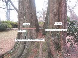 Massive Dawn Redwood Tree In Williamsburg Set To Be Chopped Down Arlnow Com