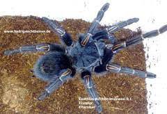 Well it's the end of the world. Euathlus Pulcherrimaklaasi Vogelspinnen Mit Herz