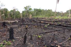 Image result for deforestation