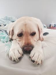 The Man , The Myth The Living Legend Alice Cooper turns 76 today so I'm  spinning some of these in his honor. Here is my Alice Cooper Collection