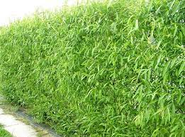 The fedge (living willow hedge) was planted s an aesthetic experiment and also for more water removal. Living Willow Hedges Living Willow Fence Fast Growing Trees Willow Fence
