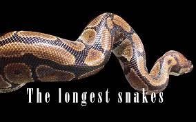 Smallest snake in the world name. The Longest Largest Snakes Top 10 Dinoanimals Com