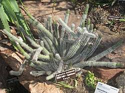 Image result for Monadenium pudibundum