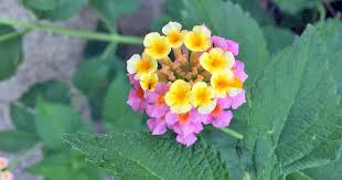 Best quality flowering plant for sale. The 9 Best Full Sun Flowering Perennials For Zones 7 11 Gardener S Path