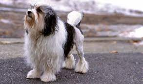 The löwchen or little lion dog is a breed of small dog. Lowchen Breed Information