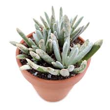 Image result for Senecio letouzeyanus