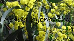 How To Pronounce Acacia Pycnantha Youtube