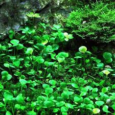 Image result for Marsilea villifolia