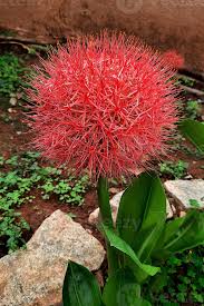 Image result for Scadoxus multiflorus
