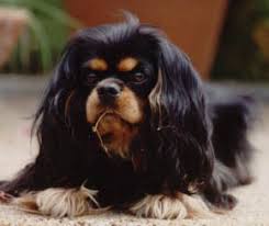 They were first recognized by the akc as a the cavalier king charles spaniel is slightly larger than the king charles spaniel with higher set ears, a flatter skull $1550.00 quarryville, pa cavalier king charles spaniel puppy. Mitral Valve Disease And The Cavalier King Charles Spaniel