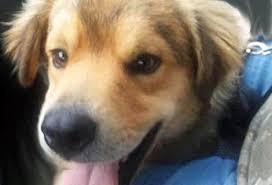 The golden retriever is a gorgeous, large, energetic breed. Bham Pets