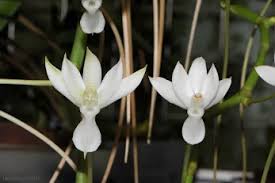 Image result for Aerangis collum-cygni