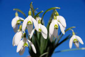 Plant Profile The Snowdrop Galanthus