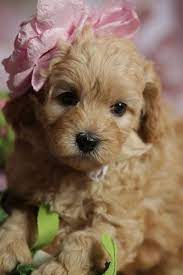 Cutelabradoodlefamily.com was registered on march 26, 2021 with namecheap, inc. Australian Labradoodle Google Search Cute Dog Pictures Cute Animals Labradoodle Puppy