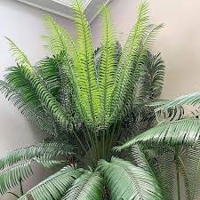 Image result for Cycas thouarsii