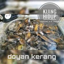 Hari ini ibu berburu kerang tos di tengah hutan. Jual Kijing Kerang Air Tawar Hidup Life Di Lapak Doyan Ikan Bukalapak